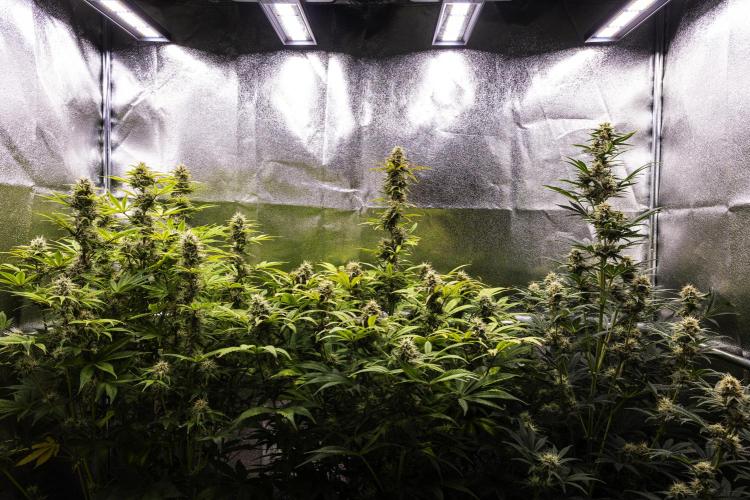 Apple Fritter - Farm #22. Week 8 - Butterflies Little Farm - Week 8.