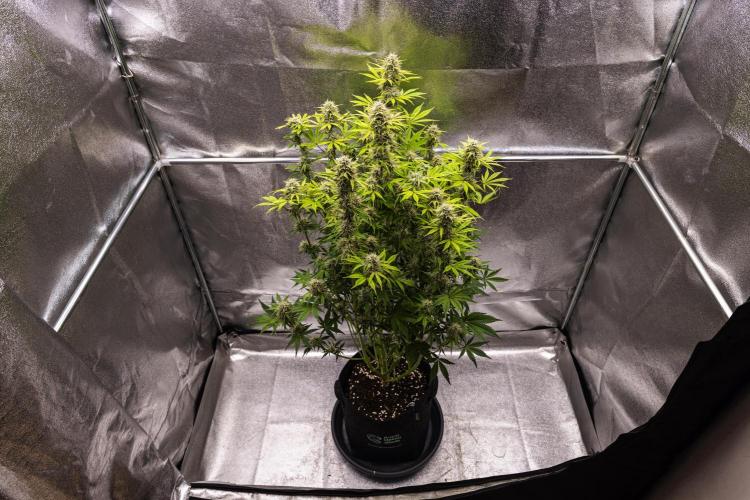 Apple Fritter - Farm #22. Week 8 - Apple Fritter - Day 56.