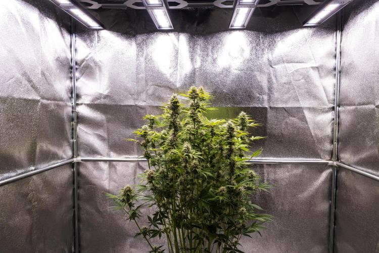 Apple Fritter - Farm #22. Week 8 - Apple Fritter - Day 56.