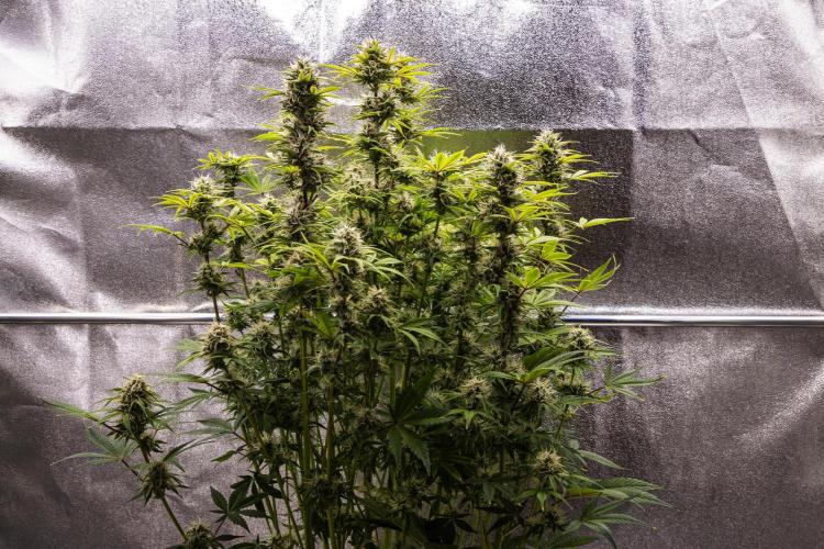 Apple Fritter - Farm #22. Week 8 - Apple Fritter - Day 56.