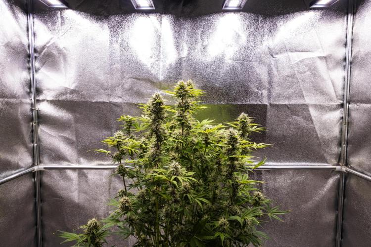 Apple Fritter - Farm #22. Week 8 - Apple Fritter - Day 56.
