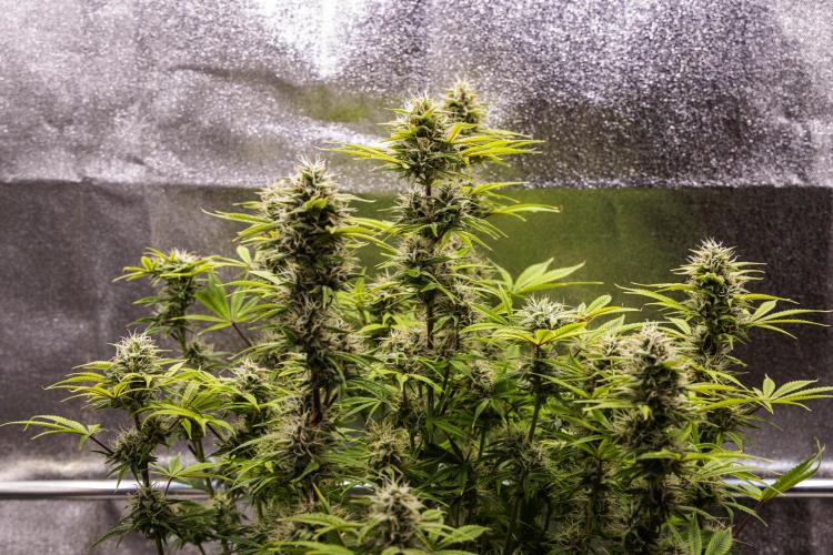 Apple Fritter - Farm #22. Week 8 - Apple Fritter - Day 56.