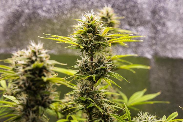 Apple Fritter - Farm #22. Week 8 - Apple Fritter - Day 56.