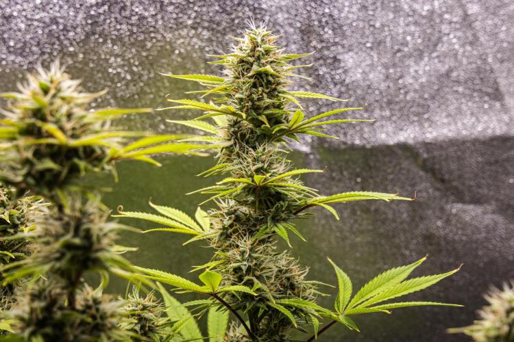 Apple Fritter - Farm #22. Week 8 - Apple Fritter - Day 56.