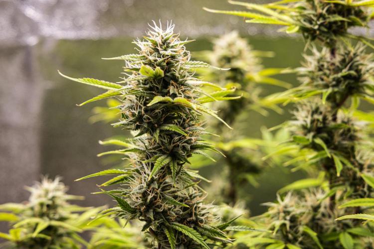 Apple Fritter - Farm #22. Week 8 - Apple Fritter - Day 56.