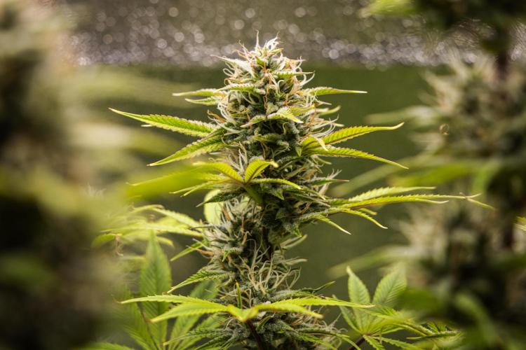 Apple Fritter - Farm #22. Week 8 - Apple Fritter - Day 56.