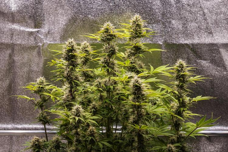 Apple Fritter - Farm #22. Week 8 - Apple Fritter - Day 56.