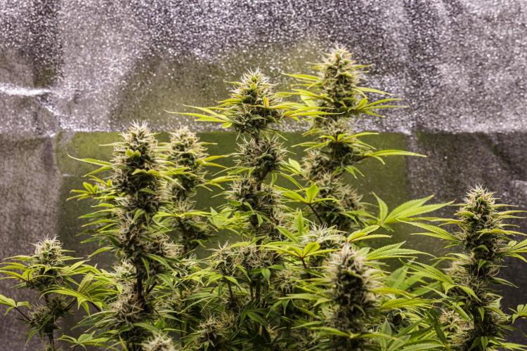 Apple Fritter - Farm #22. Week 8 - Apple Fritter - Day 56.