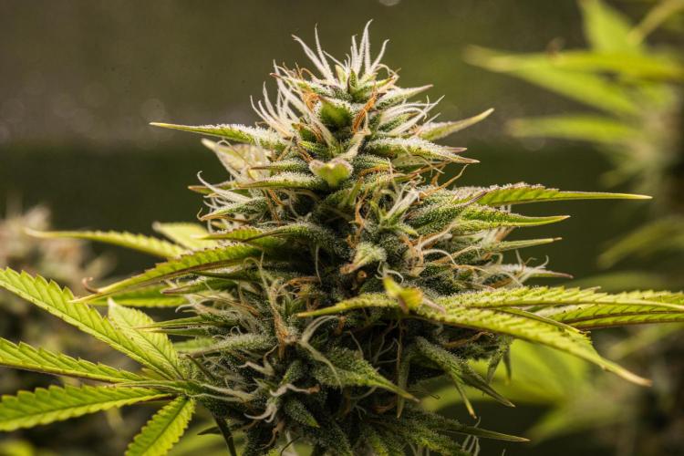 Apple Fritter - Farm #22. Week 8 - Apple Fritter - Day 56.