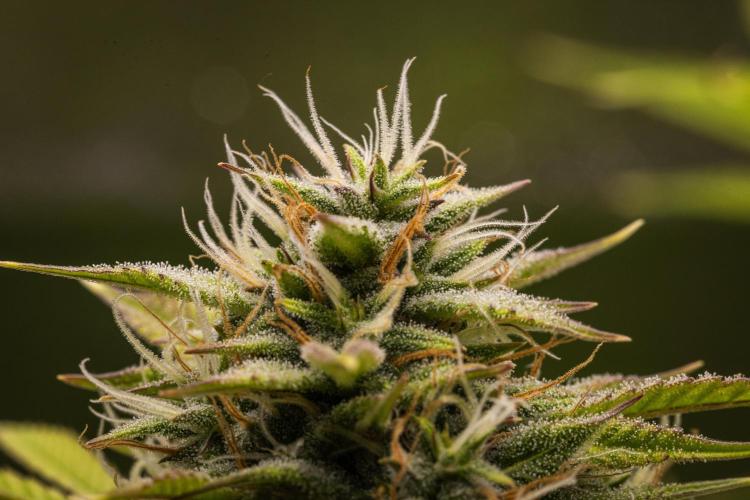 Apple Fritter - Farm #22. Week 8 - Apple Fritter - Day 56.