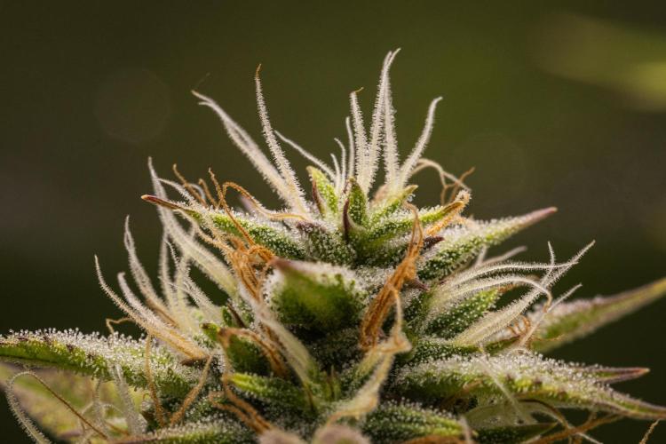 Apple Fritter Automatic. Week 8