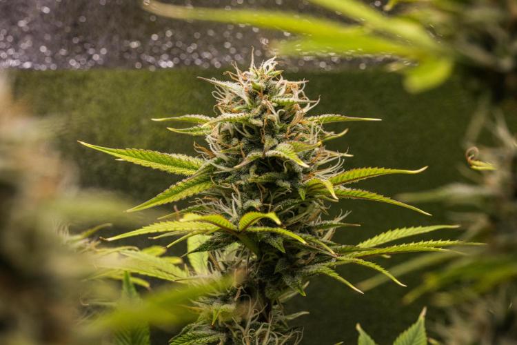 Apple Fritter - Farm #22. Week 8 - Apple Fritter - Day 56.