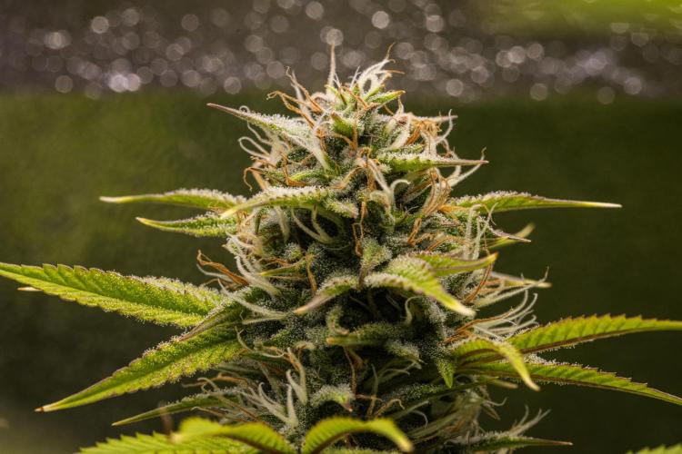 Apple Fritter - Farm #22. Week 8 - Apple Fritter - Day 56.