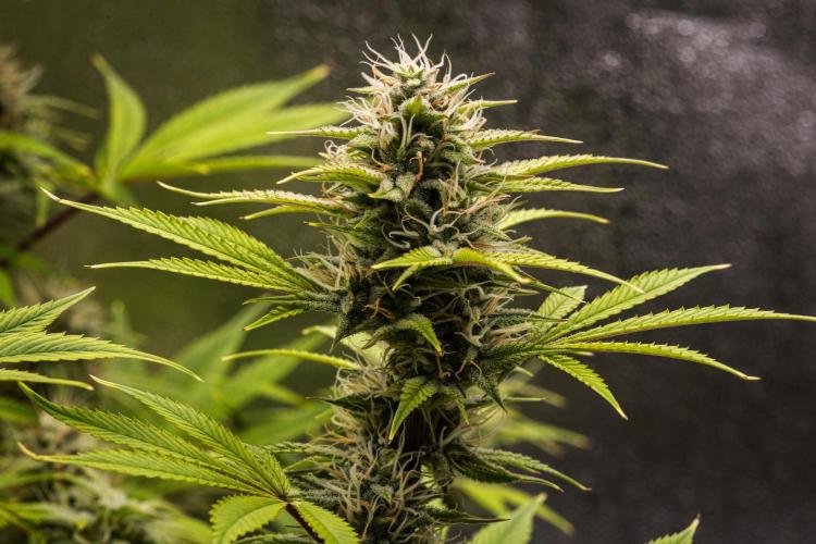 Apple Fritter - Farm #22. Week 8 - Apple Fritter - Day 56.