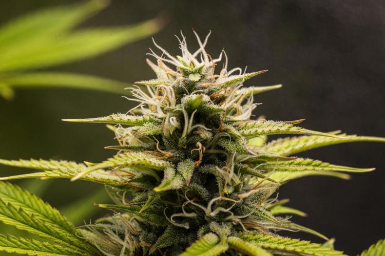 Apple Fritter - Farm #22. Week 8 - Apple Fritter - Day 56.