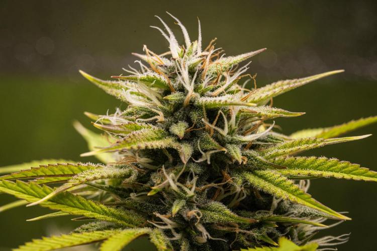 Apple Fritter - Farm #22. Week 8 - Apple Fritter - Day 56.