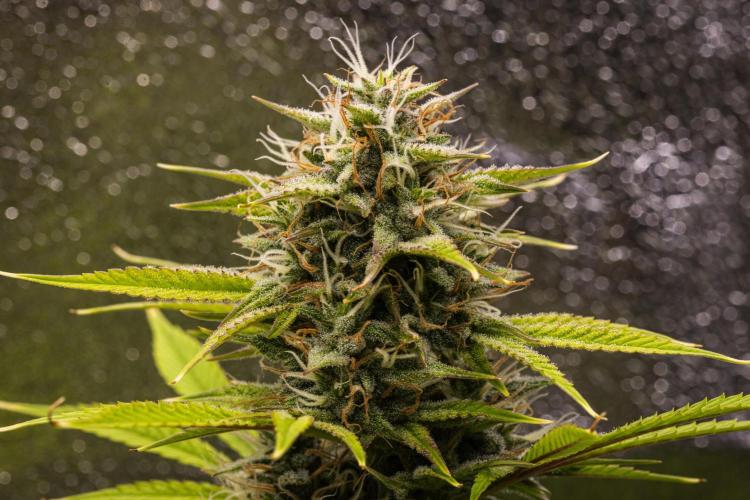 Apple Fritter - Farm #22. Week 8 - Apple Fritter - Day 56.