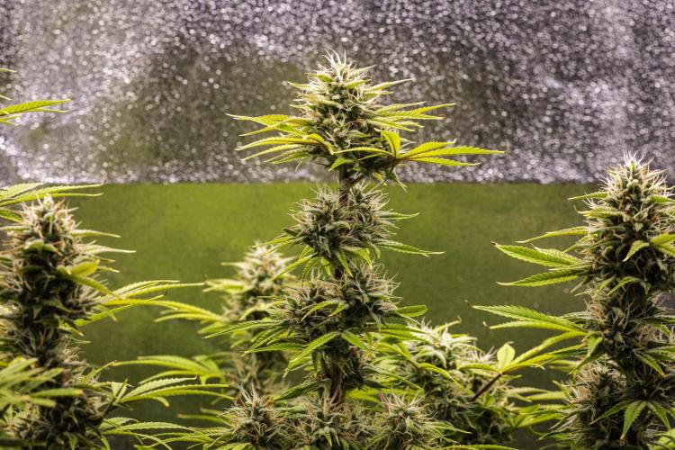 Apple Fritter - Farm #22. Week 8 - Apple Fritter - Day 56.