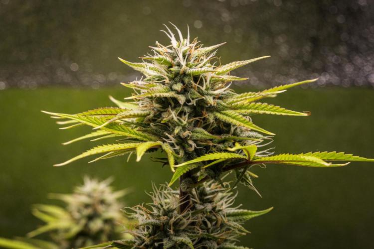 Apple Fritter - Farm #22. Week 8 - Apple Fritter - Day 56.