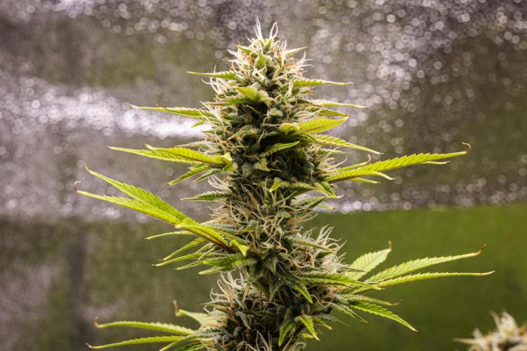 Apple Fritter - Farm #22. Week 8 - Apple Fritter - Day 56.