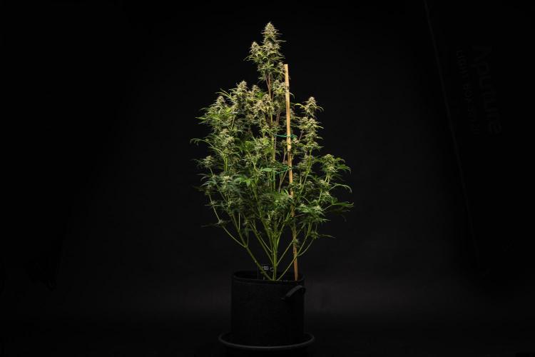 Royal Cheese - Farm #22. Week 8 - Royal Cheese - Day 56.