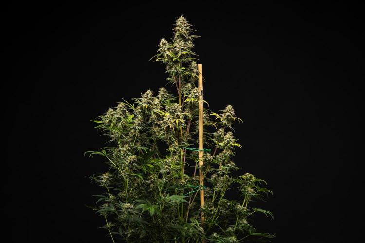 Royal Cheese - Farm #22. Week 8 - Royal Cheese - Day 56.