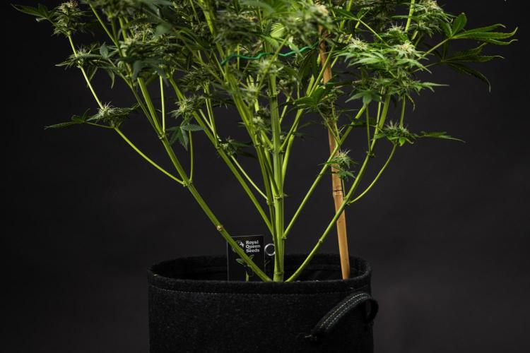 Royal Cheese - Farm #22. Week 8 - Royal Cheese - Day 56.