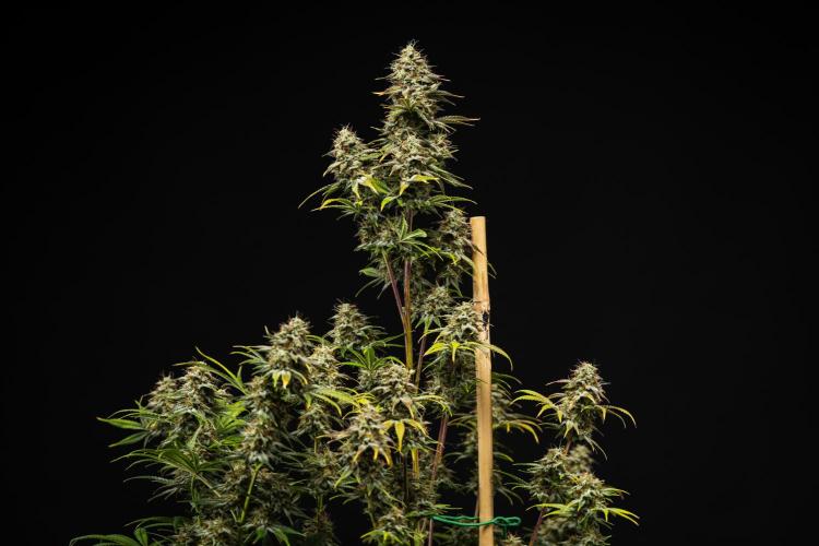 Royal Cheese - Farm #22. Week 8 - Royal Cheese - Day 56.