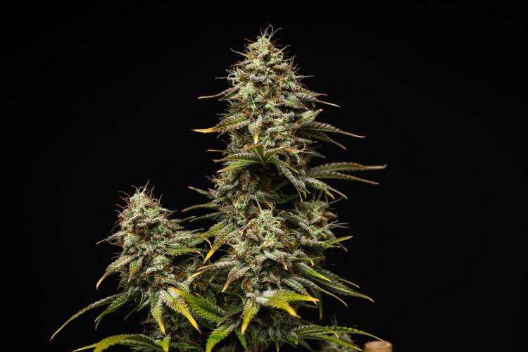 Royal Cheese - Farm #22. Week 8 - Royal Cheese - Day 56.