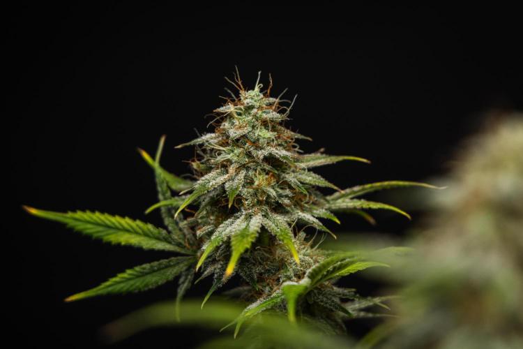 Royal Cheese - Farm #22. Week 8 - Royal Cheese - Day 56.