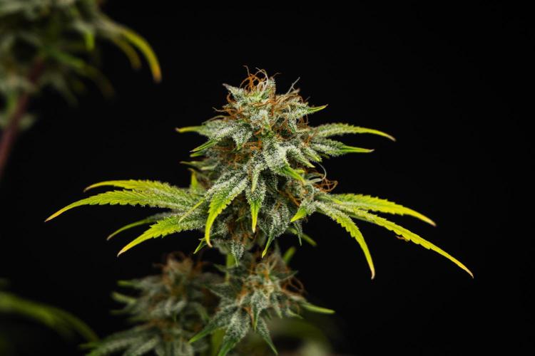 Royal Cheese - Farm #22. Week 8 - Royal Cheese - Day 56.