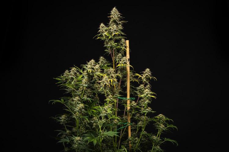 Royal Cheese - Farm #22. Week 8 - Royal Cheese - Day 56.