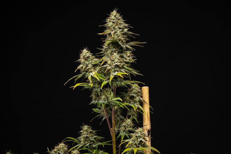 Royal Cheese - Farm #22. Week 8 - Royal Cheese - Day 56.