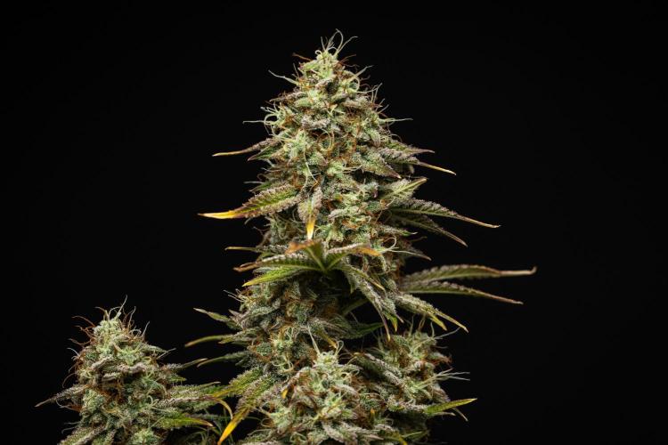 Royal Cheese - Farm #22. Week 8 - Royal Cheese - Day 56.