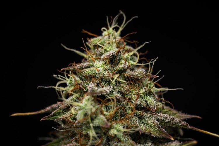 Royal Cheese - Farm #22. Week 8 - Royal Cheese - Day 56.