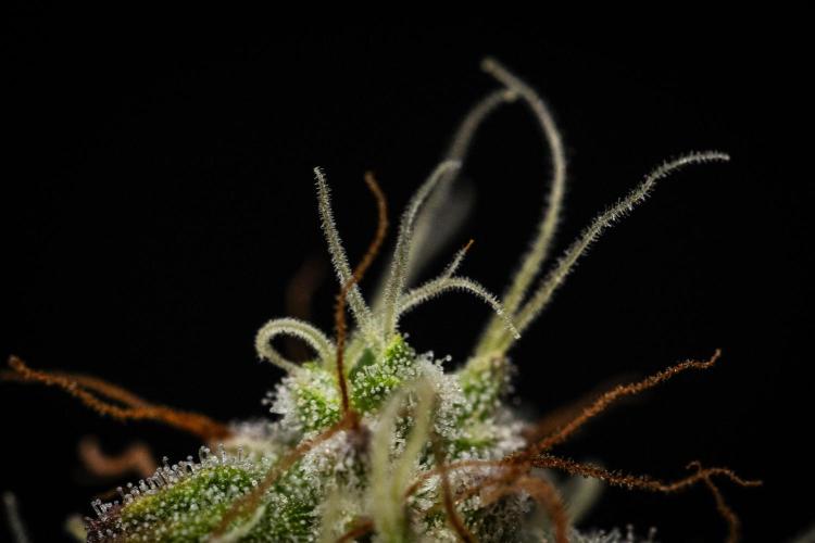 Royal Cheese Automatic. Week 8