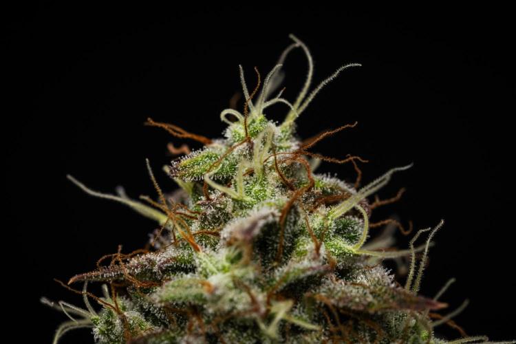 Royal Cheese - Farm #22. Week 8 - Royal Cheese - Day 56.