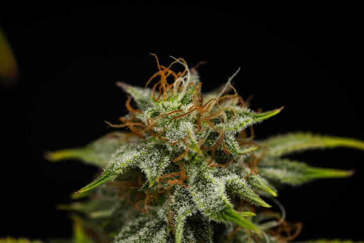 Royal Cheese - Farm #22. Week 8 - Royal Cheese - Day 56.