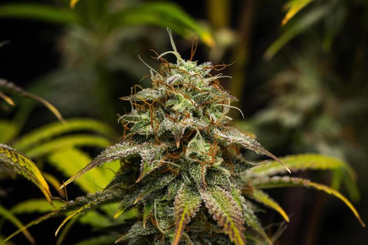 Royal Cheese - Farm #22. Week 8 - Royal Cheese - Day 56.