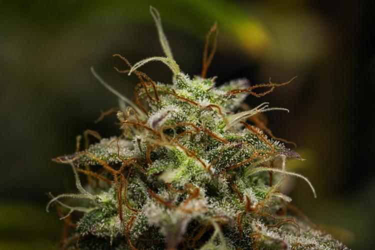 Royal Cheese - Farm #22. Week 8 - Royal Cheese - Day 56.