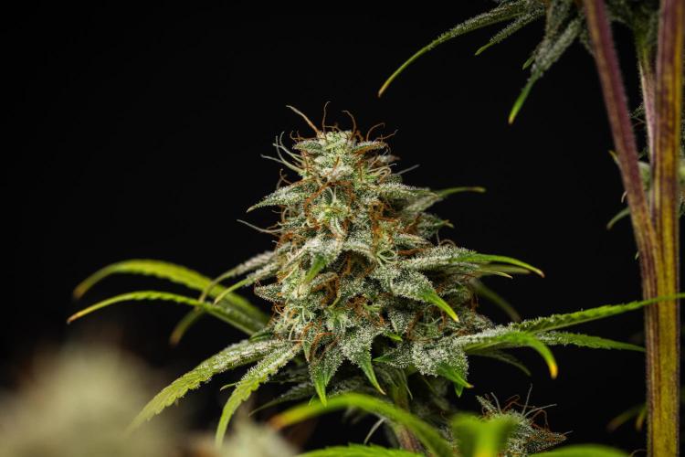 Royal Cheese - Farm #22. Week 8 - Royal Cheese - Day 56.
