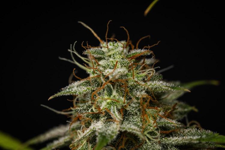 Royal Cheese - Farm #22. Week 8 - Royal Cheese - Day 56.