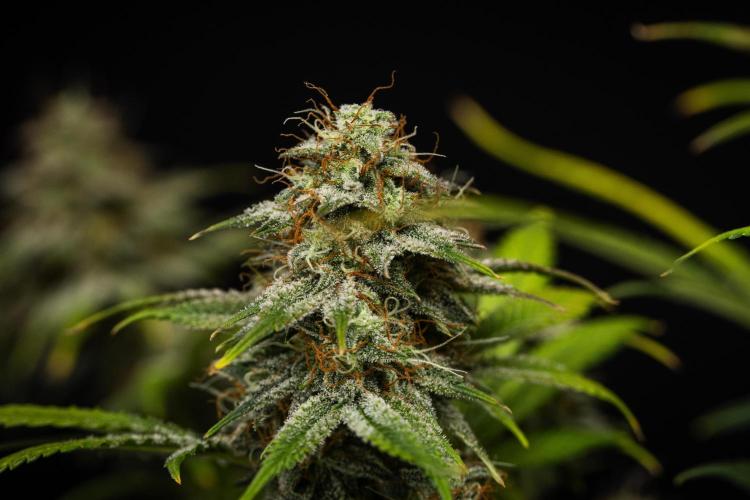 Royal Cheese - Farm #22. Week 8 - Royal Cheese - Day 56.