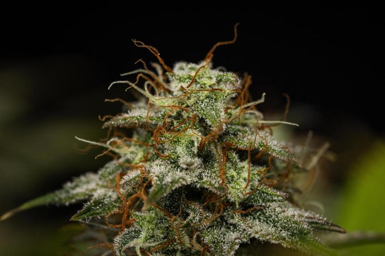 Royal Cheese - Farm #22. Week 8 - Royal Cheese - Day 56.