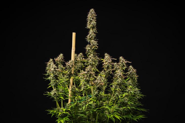 Mexican Rush - Farm #22. Week 9 - Mexican Rush - Day 63.