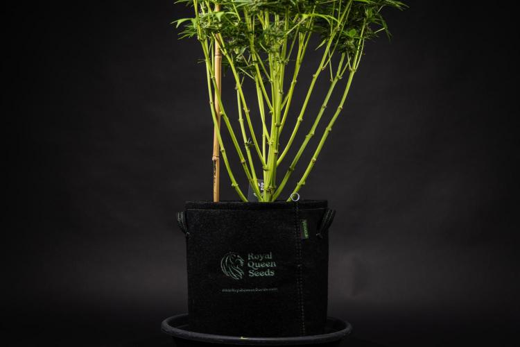 Mexican Rush - Farm #22. Week 9 - Mexican Rush - Day 63.