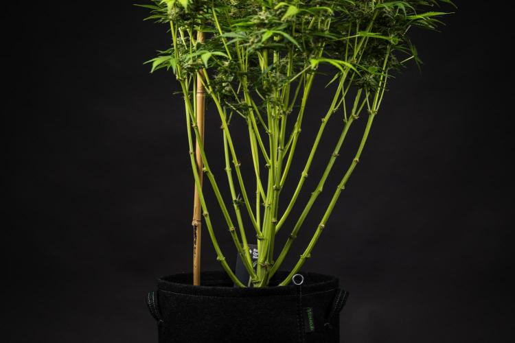 Mexican Rush - Farm #22. Week 9 - Mexican Rush - Day 63.