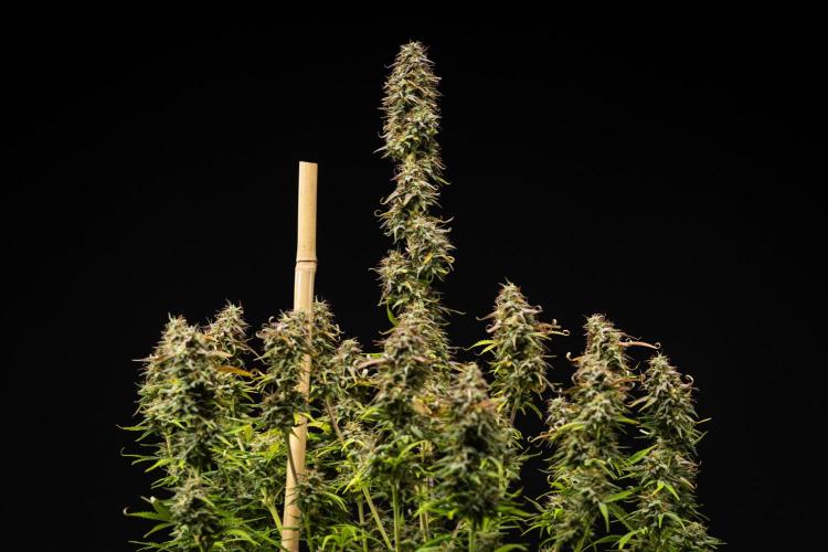 Mexican Rush - Farm #22. Week 9 - Mexican Rush - Day 63.