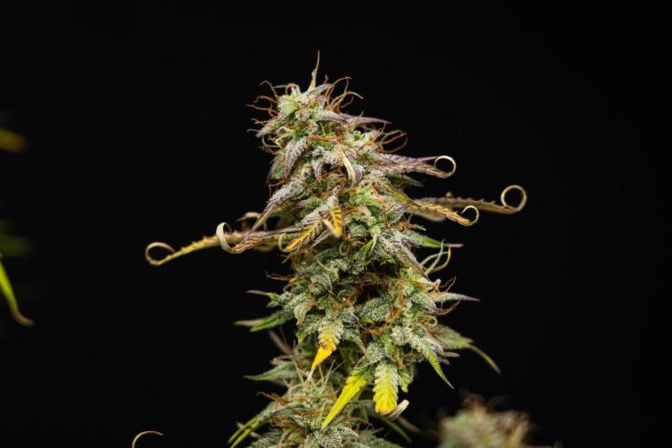 Mexican Rush - Farm #22. Week 9 - Mexican Rush - Day 63.