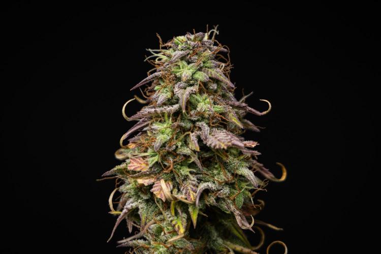 Mexican Rush - Farm #22. Week 9 - Mexican Rush - Day 63.